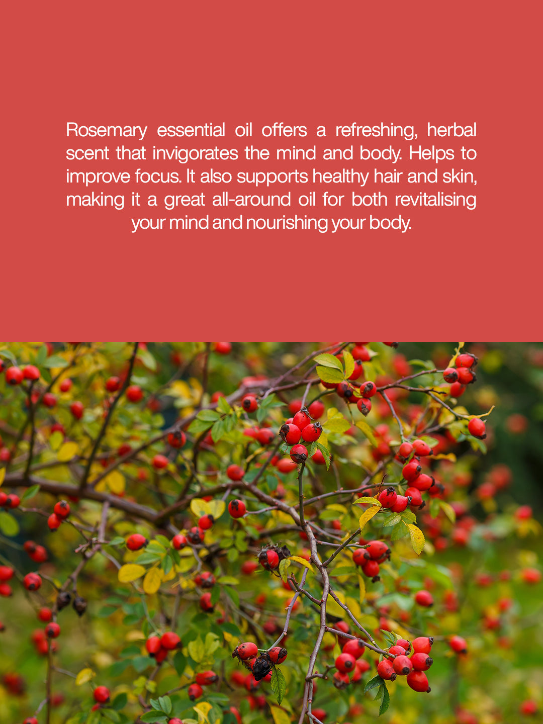 Rosehip Oil