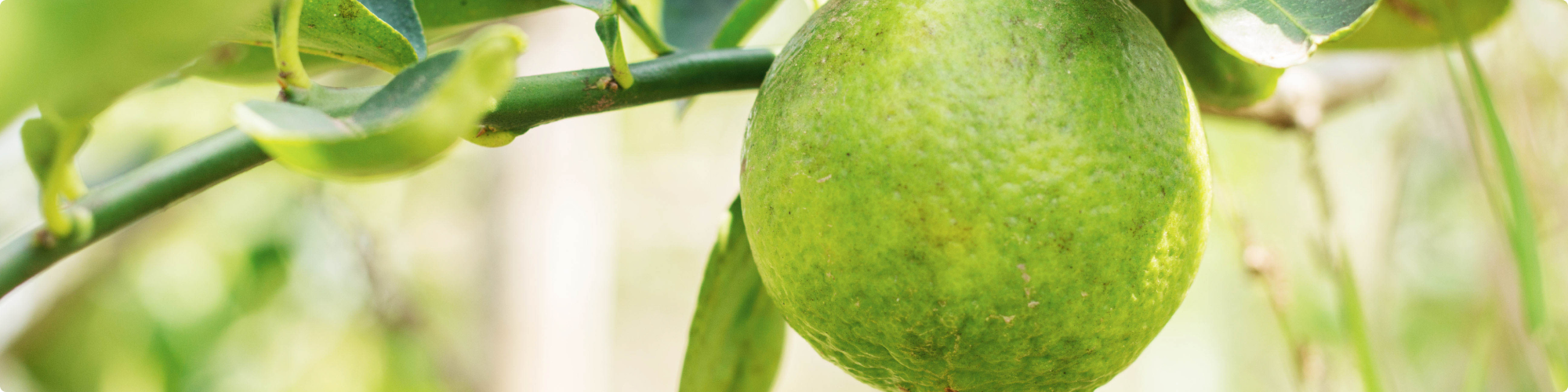files/Bergamot_197e8480-55cc-4329-95b3-a2eefeaefd0f.png